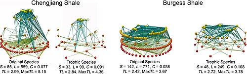 Paleoecological studies can reconstruct fossil food-webs and trophic levels. Primary producers form the base (red spheres), predators at top (yellow spheres), the lines represent feeding links. Original food-webs (left) are simplified (right) by aggregating groups feeding on common prey into coarser grained trophic species.[64]