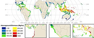 Global map showing estimated above-ground carbon stored in mangroves.