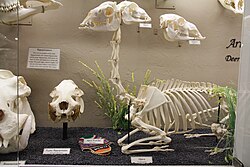 Alpaca skeleton, with alpaca and guanaco skull above (Museum of Osteology)
