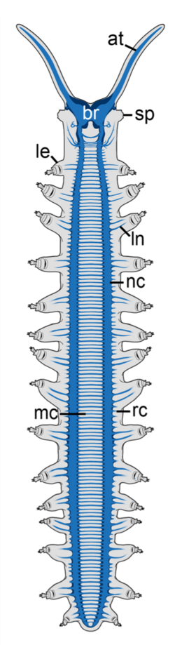 Illustration of the animal's ladder-like nervous system