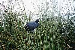 Andean coot among totora sedges