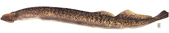 Sea lamprey, Petromyzon marinus