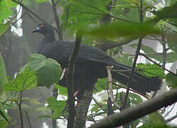 Black guan, Chamaepetes unicolor