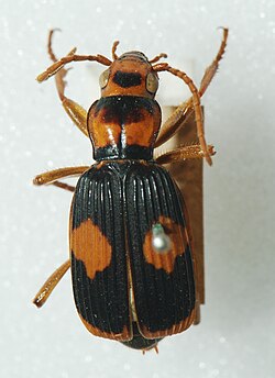 Australian bombardier beetle