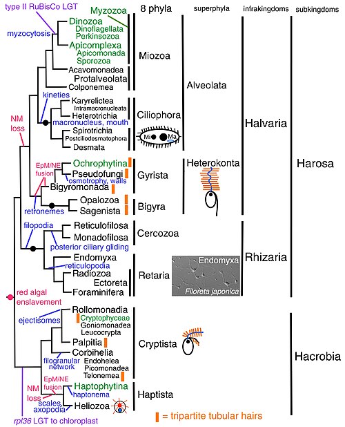 Chromista classification according to Cavalier-Smith, 2018, with supposed events marking group divergences