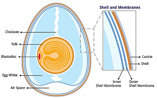 Anatomy of a chicken egg.