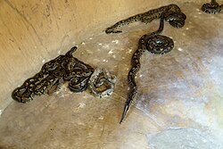 The use of live snakes in Louisiana Voodoo may relate to the West African association between snakes and the deity Dan; the latter is evident at the Temple of the Pythons in Ouidah (pictured)