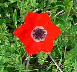 The poppy anemone, Israel's national flower