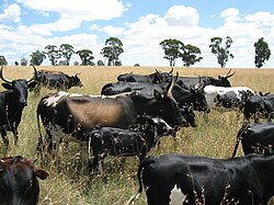 Nguni cattle