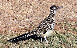 The greater roadrunner is rarely seen flying.