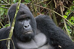 The endangered mountain gorilla; half of its population live in the DRC's Virunga National Park, making the park a critical habitat for those animals.