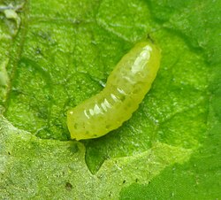 Larva of Liriomyza asclepiadis on leaf of Asclepias.