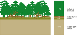 Proportion of carbon stock in forest carbon pools, 2020[25]