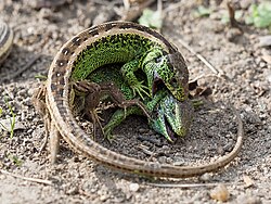 Fighting male sand lizards