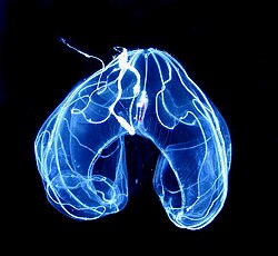 A comb jelly