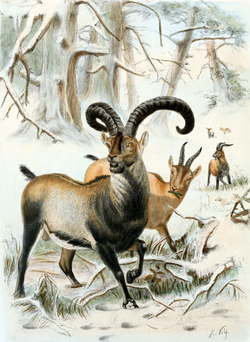 The Pyrenean ibex, the only animal to have been brought back from extinction and the only one to go extinct twice. The ibex apparently only lived for several minutes.