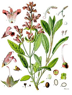 Painting from Koehler's Medicinal Plants (1887)
