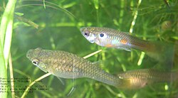 Sexual dimorphism exhibited in the Trinidadian guppy (above male, below female)
