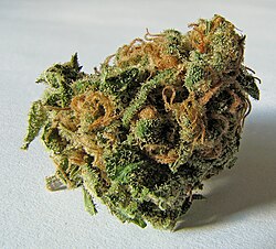 A macro cannabis bud