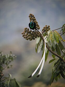 Fruits of the genus Heptapleurum are an important part of the diet of the ribbon-tailed astrapia.