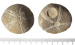 A fossil sea urchin found on a Middle Saxon site in Lincolnshire, thought to have been used as an amulet[99]