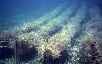 Underwater Eucheuma farming in the Philippines