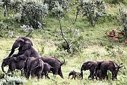 African elephant bull mating with a member of a female group