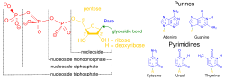 Structural elements of common nucleic acid constituents. Because they contain at least one phosphate group, the compounds marked nucleoside monophosphate, nucleoside diphosphate and nucleoside triphosphate are all nucleotides (not phosphate-lacking nucleosides).