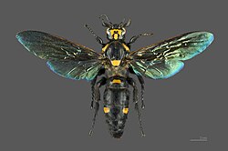 Megascolia procer, Indonesia