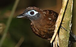 Immaculate antbirds regularly attend army ant swarms in order to feed, but they are not obligate ant-followers; they also forage away from the swarms.
