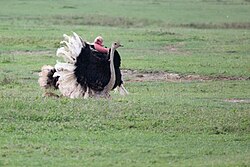 Mating in Ngorongoro Conservation Area