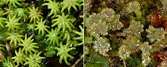 Dioicous gametophytes of the liverwort Marchantia polymorpha. In this species, gametes are produced on different plants on umbrella-shaped gametophores with different morphologies. The radiating arms of female gametophores (left) protect archegonia that produce eggs. Male gametophores (right) are topped with antheridia that produce sperm.