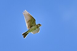 Skylark singing