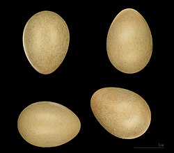 Luscinia megarhynchos eggs