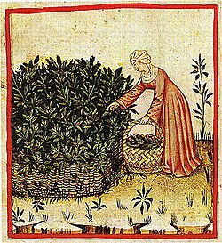 Sage being gathered in a scene from the Tacuinum Sanitatis