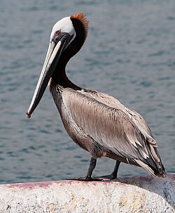 A brown pelican (Pelecanus occidentalis) in Santa Barbara, California