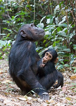 In Gombe Stream National Park, male chimpanzees remain in their natal community while females disperse to other groups.