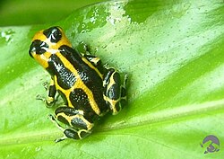 The mildly toxic Ranitomeya imitator