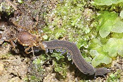 The harvestman Nuncia conjuncta preying on a Peripatoides novaezealandiae velvet worm