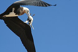 An immature great frigatebird snatching a sooty tern chick