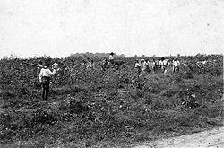 Prisoners pick cotton c. 1900 at Angola Prison Farm in Louisiana, which was built on land that had formerly been plantations owned by hugely successful interstate slave trader Isaac Franklin[311]