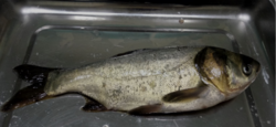 A bighead-silver carp hybrid