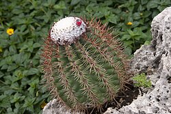 Melocactus macracanthos in Curaçao