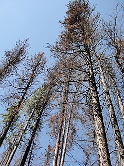Trees killed by mountain pine beetles.