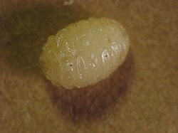 Eurosta solidaginis goldenrod gall fly larva
