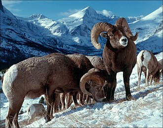 Bighorn sheep migrate between high mountains, where they are safer from predators, and valleys where there is more food in winter.