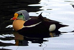 The king eider was named Anas spectabilis in 1758
