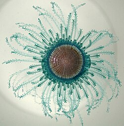 Some place the anthomedusan family Porpitidae in a separate order "Chondrophora".