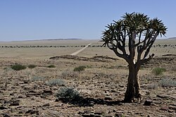 Namibia is primarily a large desert and a semi-desert plateau