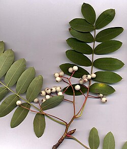 Sorbus glabrescens corymb with fruit